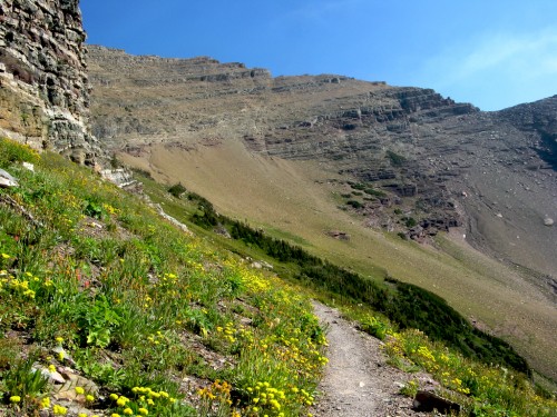siyeh-pass_trail-flowers siyeh-pass_trail-flowers