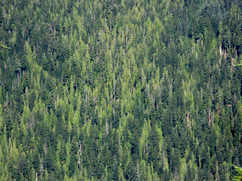 wall of trees