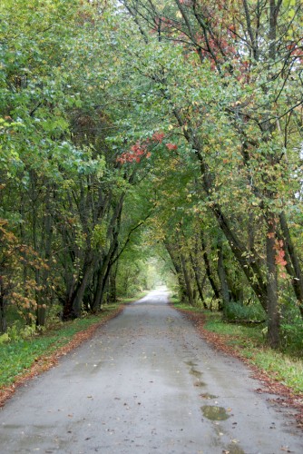 new-hampshire_tree-tunnel new-hampshire_tree-tunnel