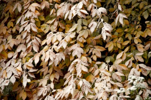 blue-ridge_snow-on-leaves blue-ridge_snow-on-leaves
