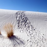 white-sands_grass-trail-dune