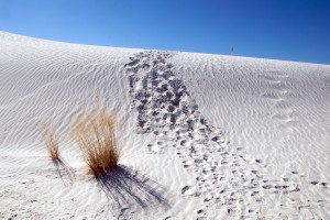 white-sands_grass-trail-dune white-sands_grass-trail-dune