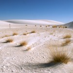 white-sands_grass-tufts