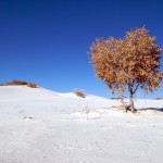 white-sands_leaf-tree