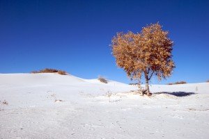 white-sands_leaf-tree white-sands_leaf-tree