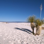 white-sands_micropalms