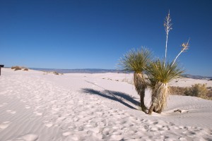white-sands_micropalms white-sands_micropalms