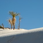 white-sands_palms-on-hill