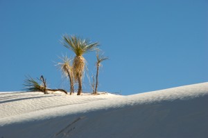 white-sands_palms-on-hill white-sands_palms-on-hill