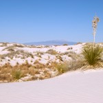 white-sands_plant-right