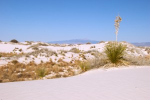 white-sands_plant-right white-sands_plant-right
