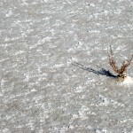 white-sands_weed